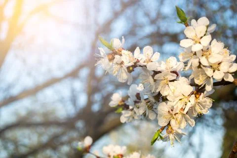 A branch of cherry blossoms. Spring young flowers. Stock Photos