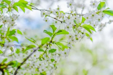 A branch of cherry blossoms in the springtime, close-up Stock Photos