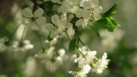Branch with cherry blossoms sways in the wind. Spring harmony, cherry bloomin Stock Footage 336365488