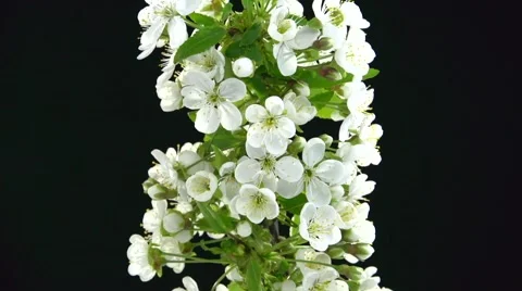 Branch of cherry blossoms . Timelapse Video stock 55037852