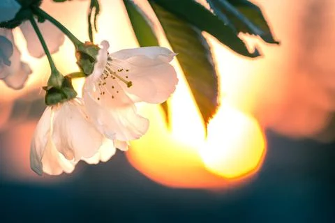 Branch of cherry blossoms under sunset with flare in the background Stock Photos