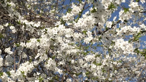 Branch of cherry blossoms in the wind against the blue sky Stock Footage 252054613