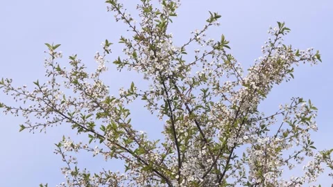 Branch of cherry blossoms in the wind against the blue sky Video stock 253432197
