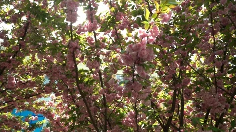 On a branch of cherry blossoms wind blows , falling petals. Cherry blossoms. The Stock Footage 108896357