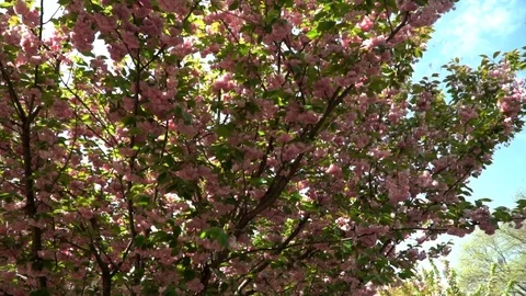 On a branch of cherry blossoms wind blows , falling petals. Cherry blossoms. The Stock Footage 108896413
