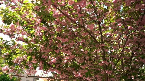 On a branch of cherry blossoms wind blows , falling petals. Cherry blossoms. The Stock Footage 108896685