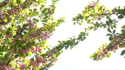 On a branch of cherry blossoms wind blows , falling petals. The background is Stock Footage 108896870