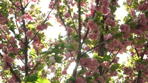 On a branch of cherry blossoms wind blows , falling petals. The background is Stock Footage 108896944
