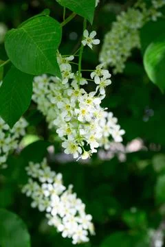 Branch of cherry flowers close-up. Diffuse soft focus Stock Photos