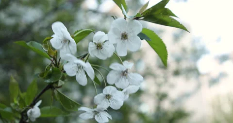 A branch of cherry flowers sways in the wind 스톡 동영상 133745327