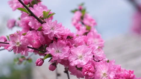 Branch of cherry in full bloom against blue sky. closeup of lush almond blossoms Stock Footage 233699699