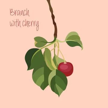 Branch with Cherry Stock Illustration