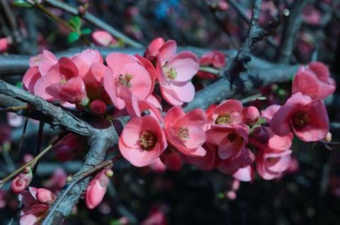 Branch of cherry Stock Photos