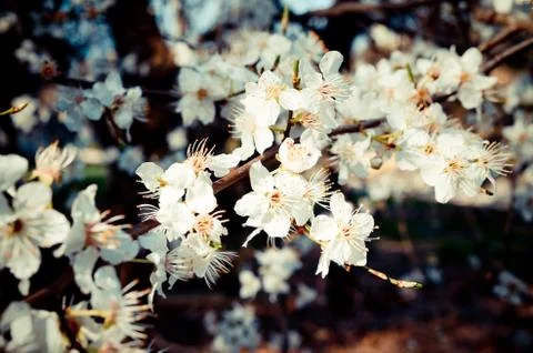 Branch of cherry Stock Photos