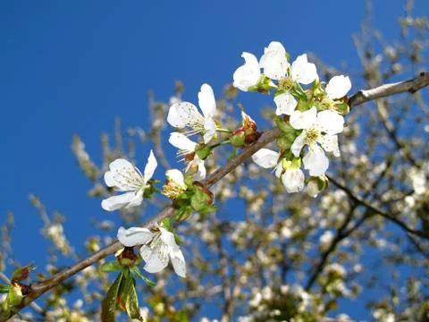 Branch cherry Stock Photos
