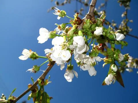 Branch of cherry Stock Photos