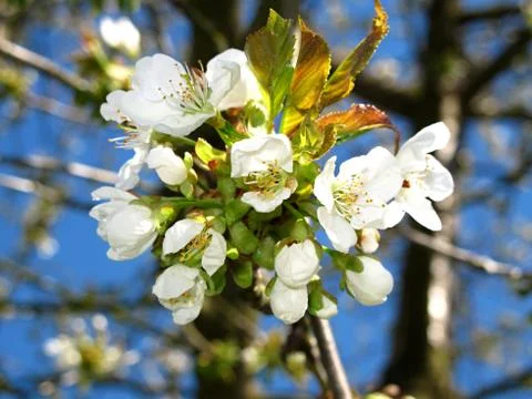 Branch of cherry  Stock Photos