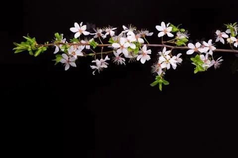 Branch of cherry Stock Photos
