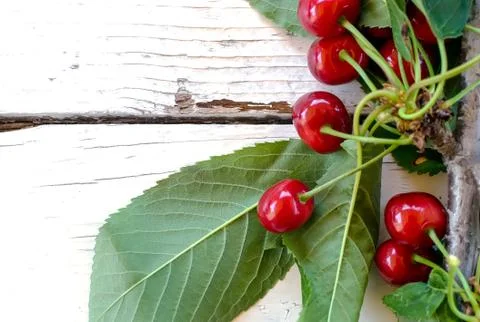 Branch of cherry Stock Photos