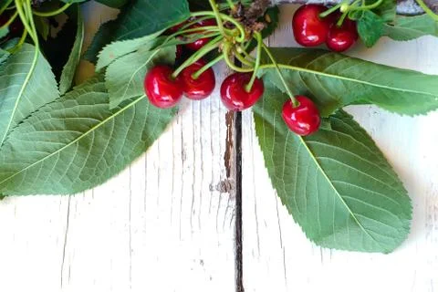 Branch of cherry Stock Photos