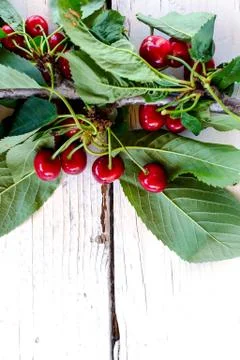 Branch of cherry Stock Photos