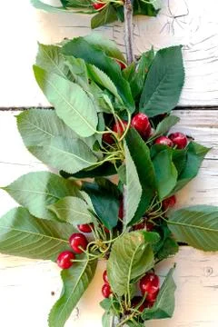 Branch of cherry Stock Photos