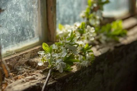Branch of cherry Stock Photos