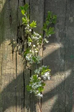 Branch of cherry Stock Photos