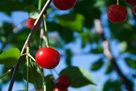 Branch with cherry Stock Photos