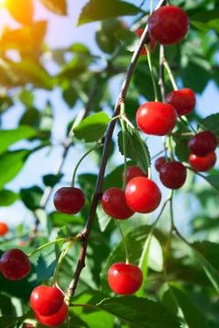 Branch with cherry Stock Photos