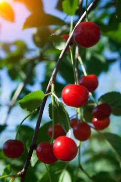 Branch with cherry Stock Photos