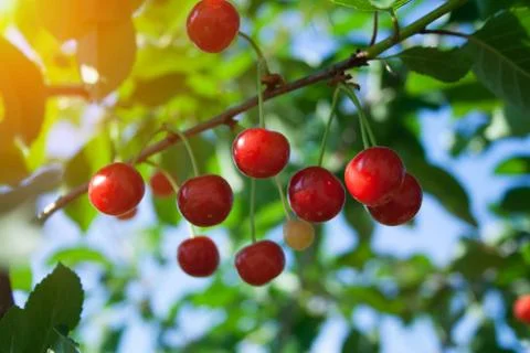 Branch with cherry Stock Photos