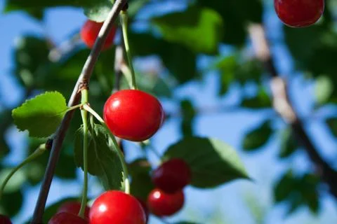 Branch with cherry Stock Photos