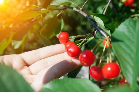Branch with cherry Stock Photos