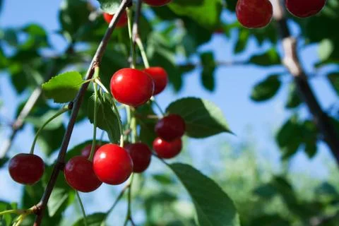 Branch with cherry Stock Photos