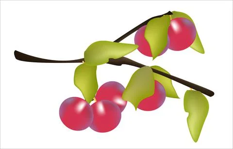 Branch cherry plum Stock Illustration