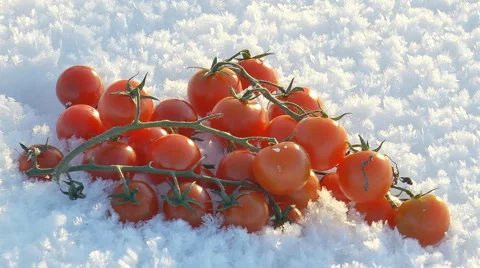 Branch of cherry tomatoes lying on the fluffy snow. Stock Footage 64290092