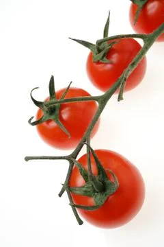 Branch of Cherry tomatoes 스톡 사진
