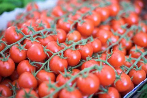 Branch of Cherry tomatoes Stock-Fotos