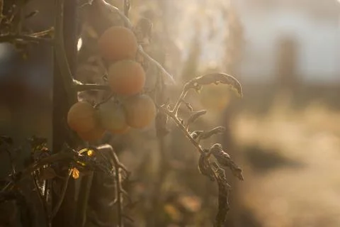 Branch of cherry tomatoes. Stock Photos