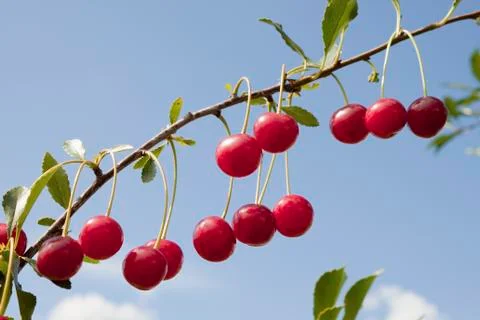 Branch of a cherry tree with berries Stock Photos