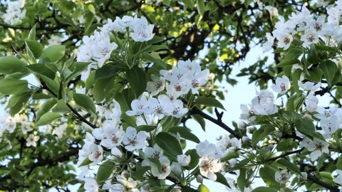 Branch of cherry tree with blooming flowers, flowers have white petals with pink Видео 278064480