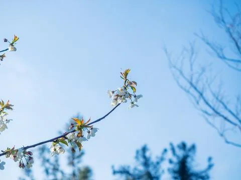 A branch of a cherry tree with blooming flowers on a spring sunny day. Aroma of Stock Photos