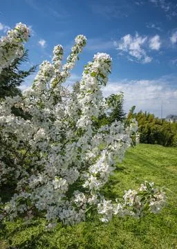 A branch of a cherry tree blooming in spring. White flowers on a lush lawn. Stock Photos