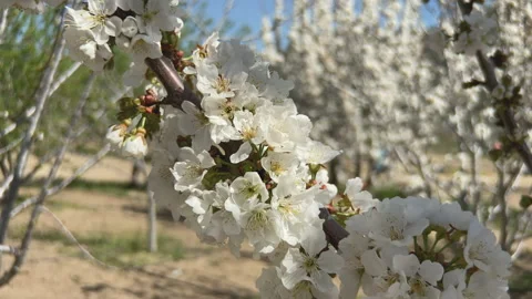 Branch of a cherry tree with blossom Stock Footage 214045254