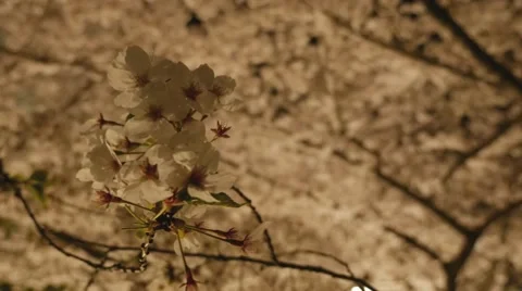Branch of cherry tree with blossom at night Stock Footage 48708966