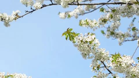 Branch of cherry tree blossoming in front of the clear blue sky Video stock 269646583