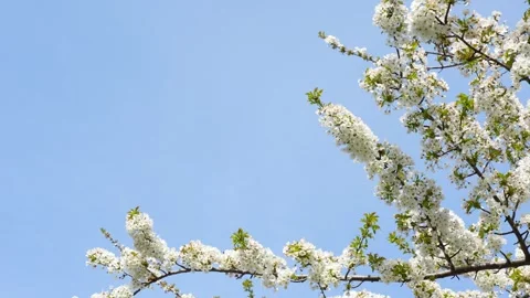 Branch of cherry tree blossoming in front of the clear blue sky Video stock 269647371