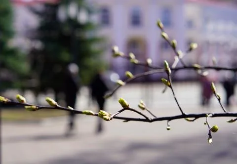 A branch of a cherry tree with budding buds on the background of silhouettes of  Foto stock