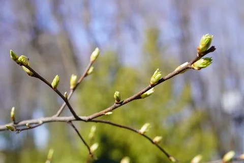 A branch of a cherry tree with budding buds against the silhouettes of thuja and 스톡 사진